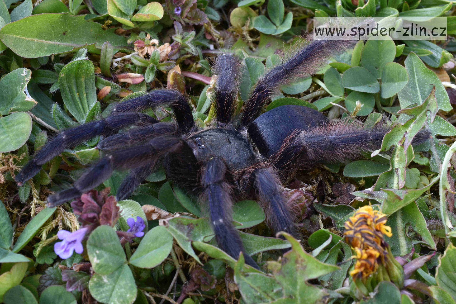 Tapinauchenius violaceus